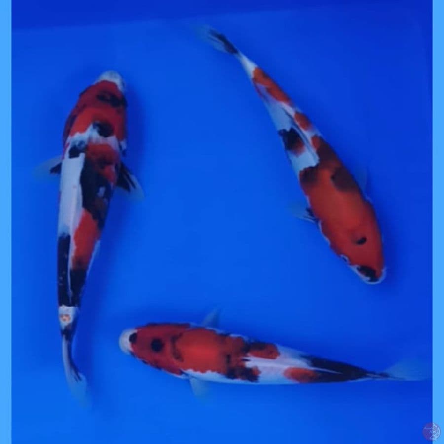 paket showa:20cm