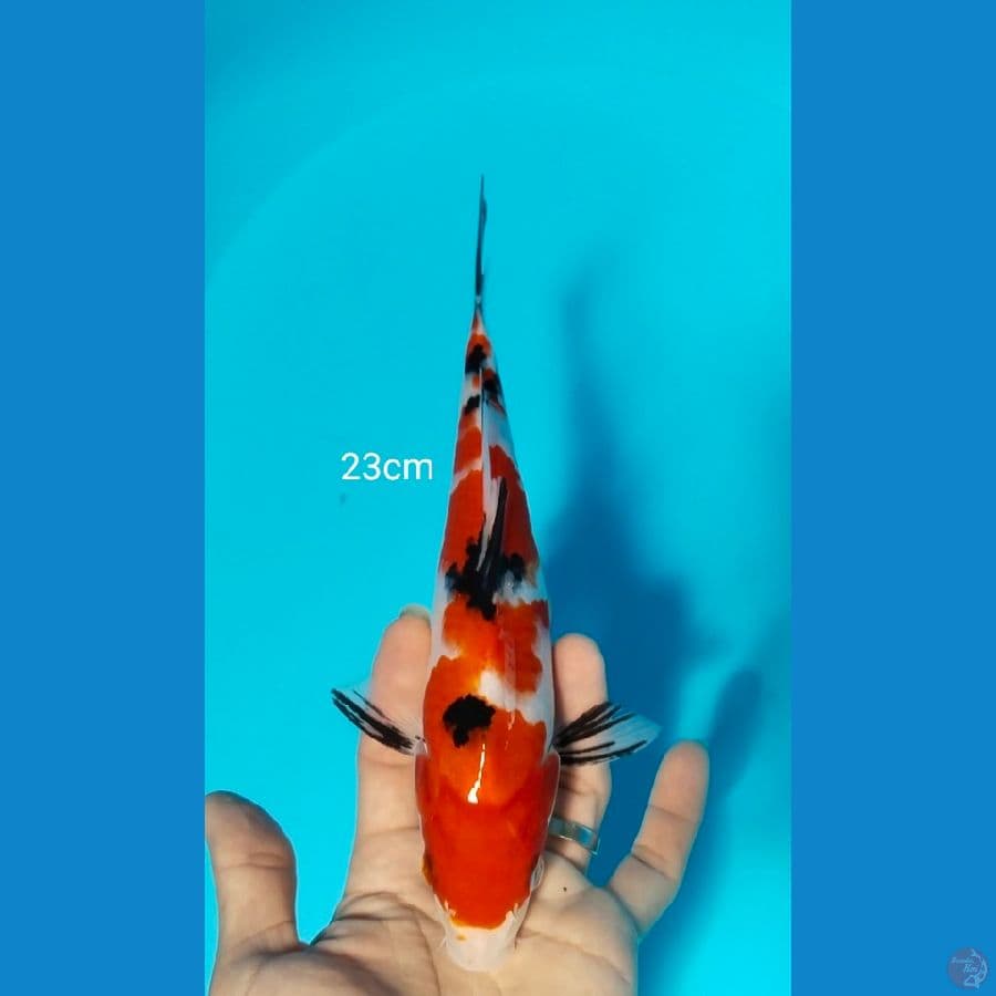 sanke setrong 23cm