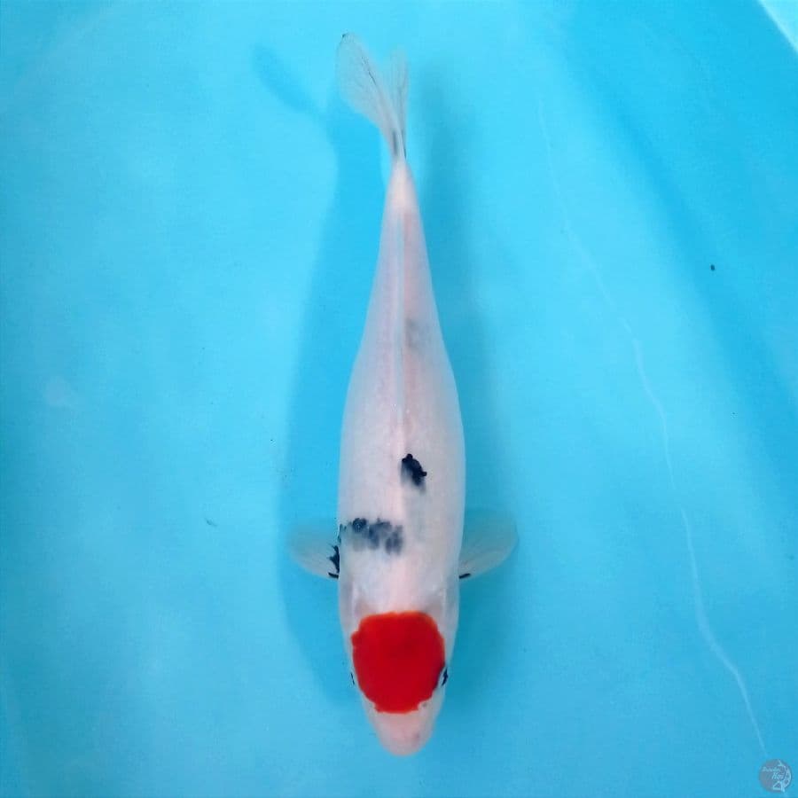 tancho, 29 cm