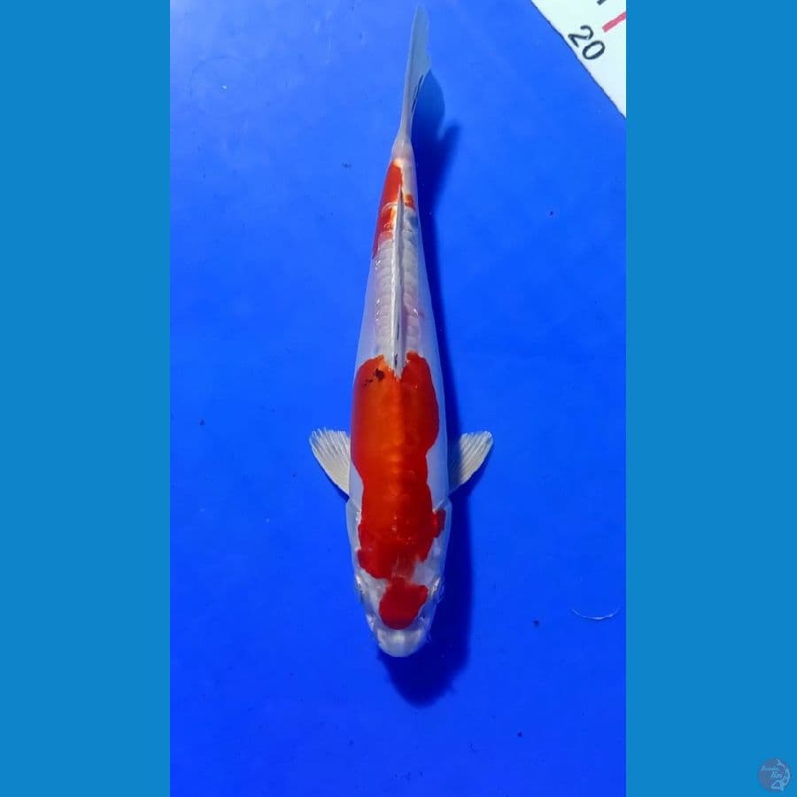 Kikoryu 23cm