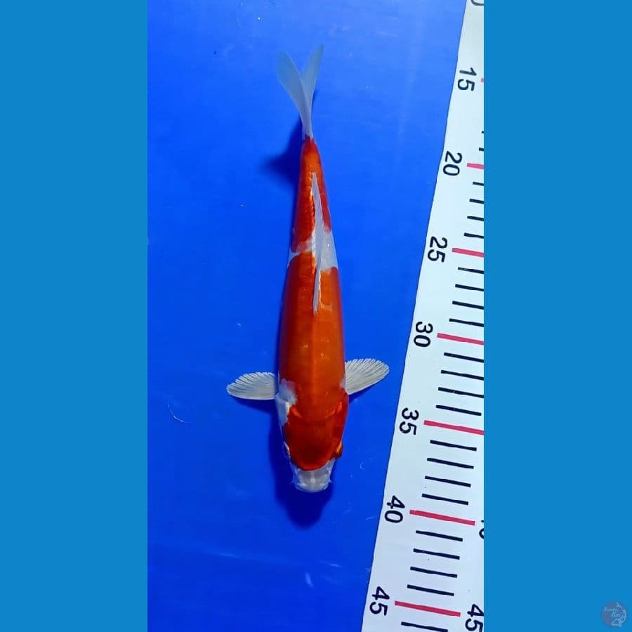 Kikushui 25cm