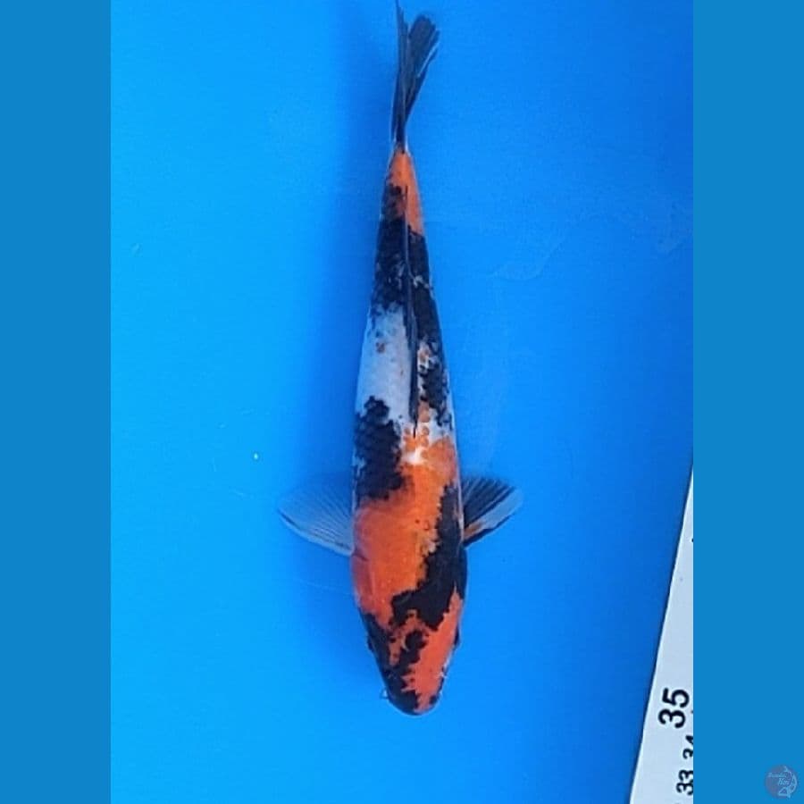 SHOWA (20CM)