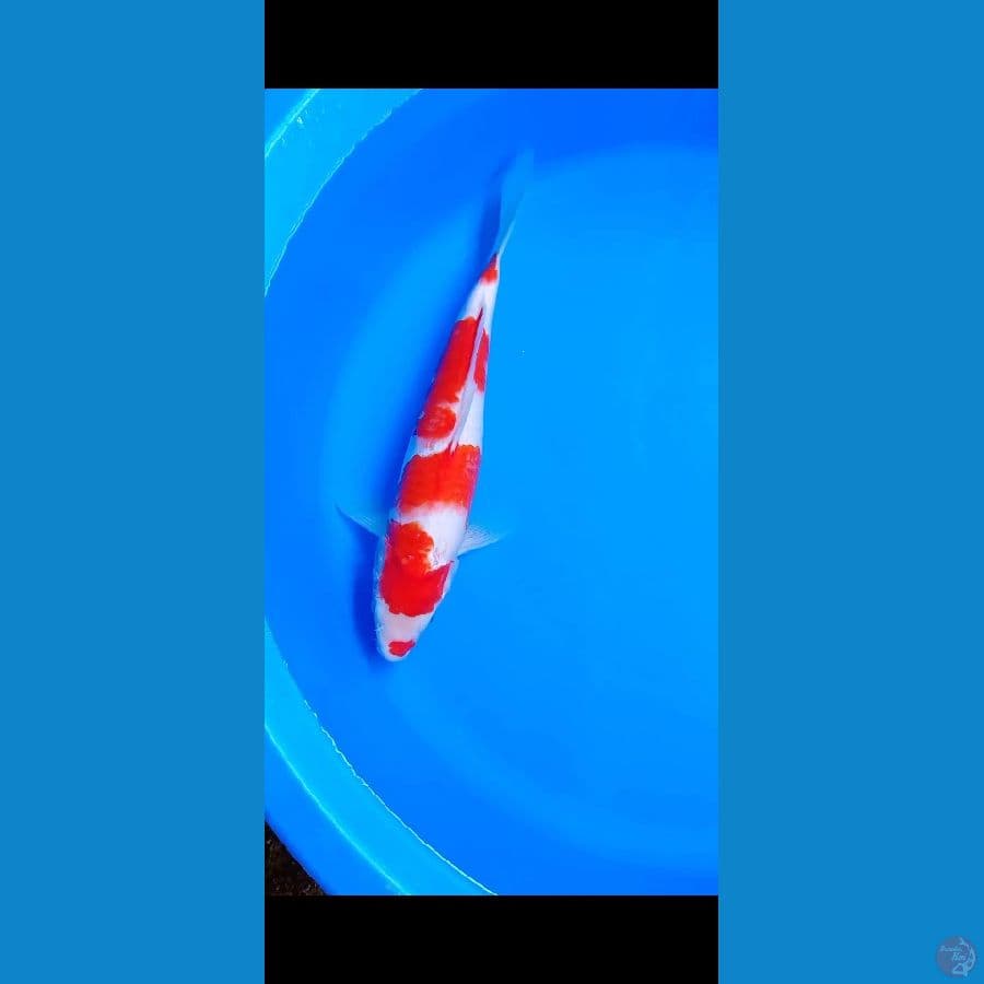 KOHAKU MERAH STRONG 37CM 4 STEP