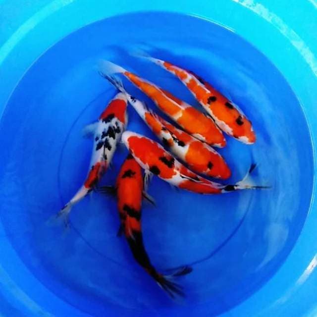 Paket hore 6 ekor