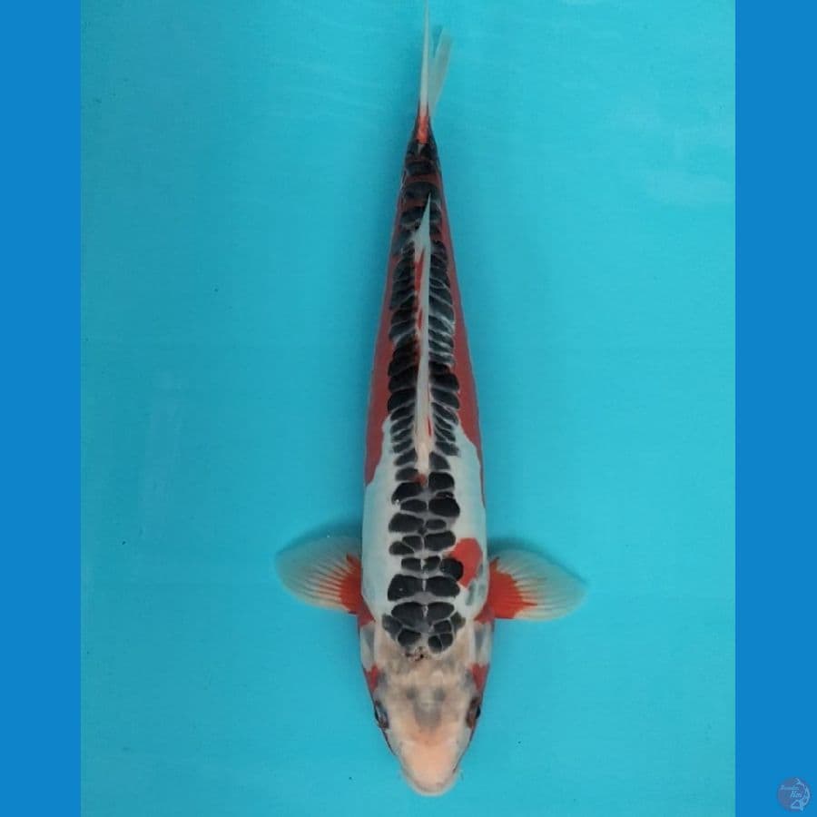 Shusui 37cm M