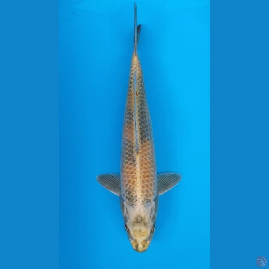 Kin Utsuri 38 M