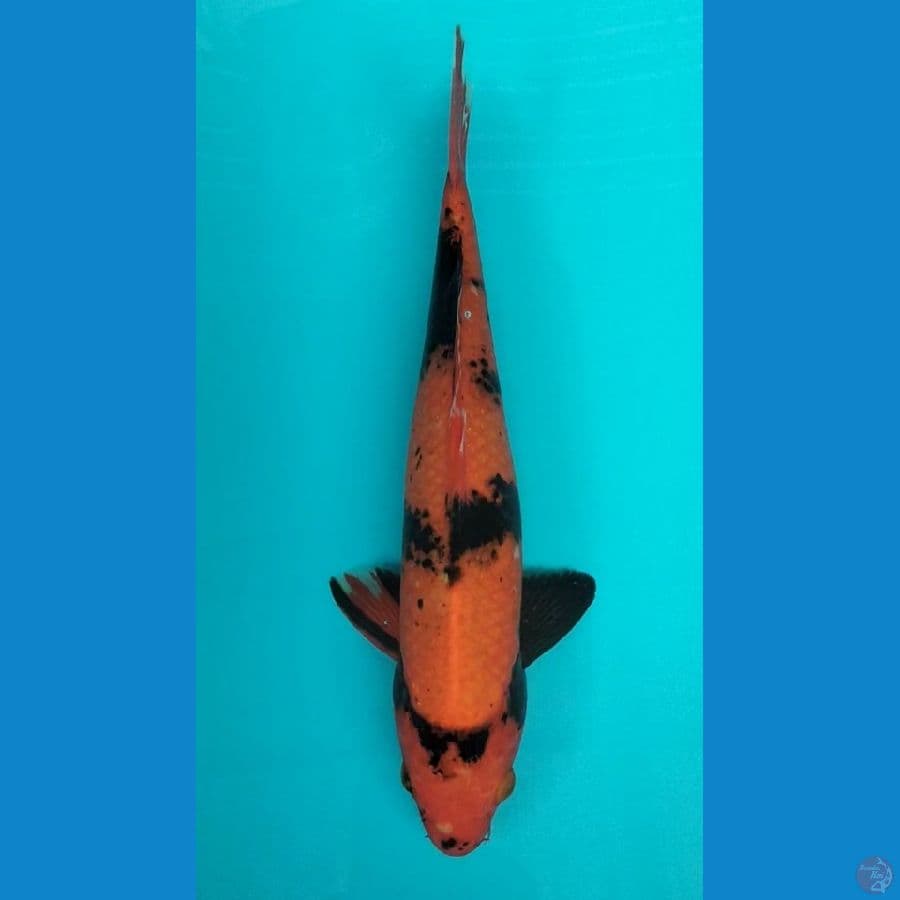 Hiutsuri 36cm M