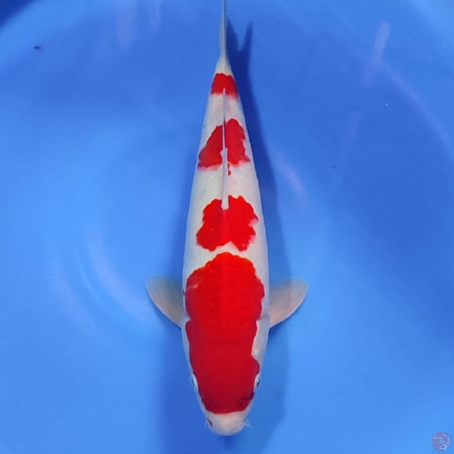 KOHAKU male , step 4 original ( pakem )