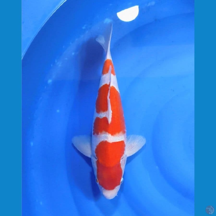 KOHAKU MALE , bakat jumbo ,( pakem)