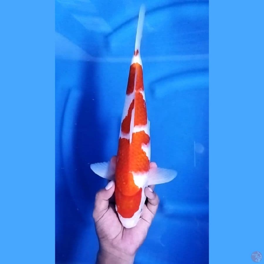 Kohaku 3 Step Original HQ 35 cm \ Jantan