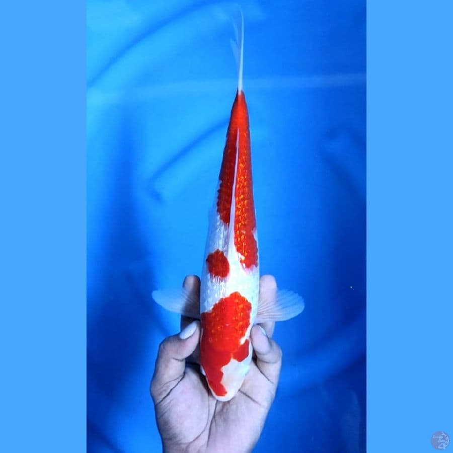 Kohaku Ginrin Merah Strong Original 30 cm \ Jantan