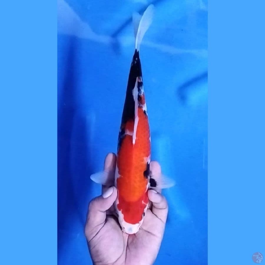 Showa Original Halus 28 cm \ Betina