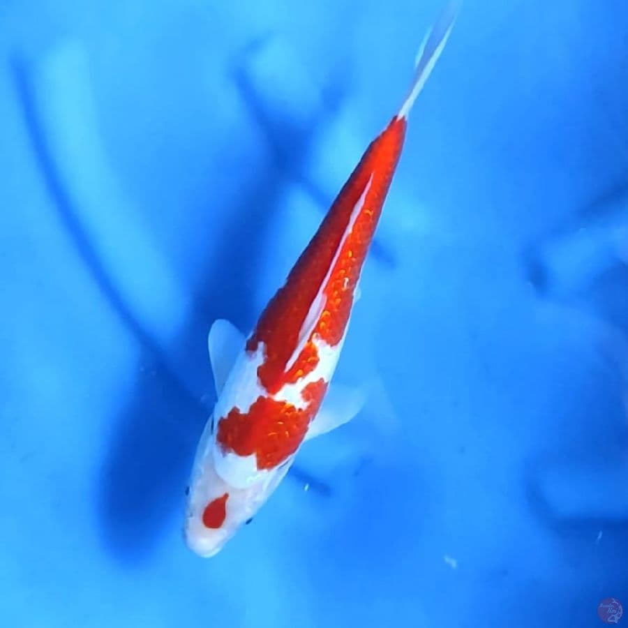 Maruten Kohaku Ginrin Original 32 cm \ Jantan