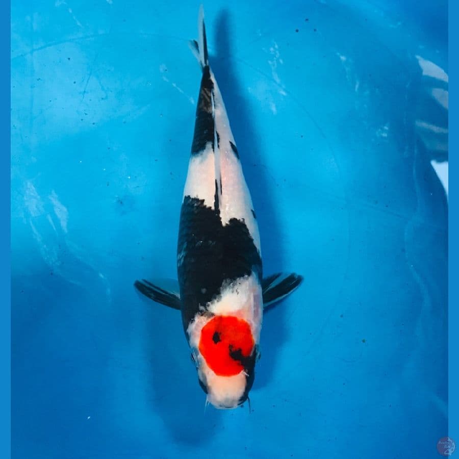 tancho showa 25cm
