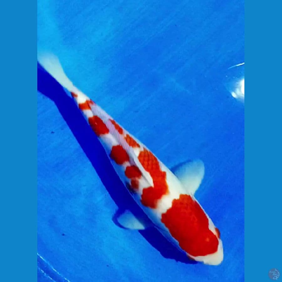 kohaku sq 38 cm