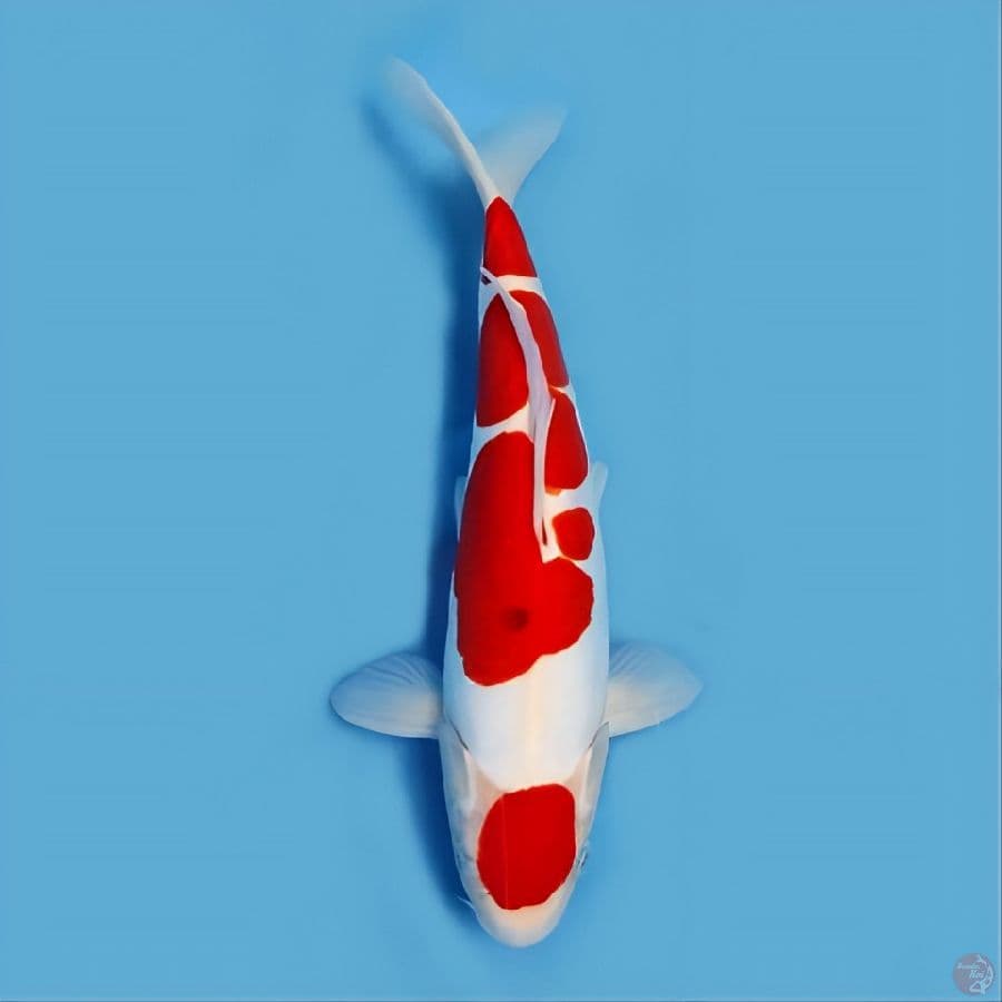 kohaku doitsu murni 34cm jantan