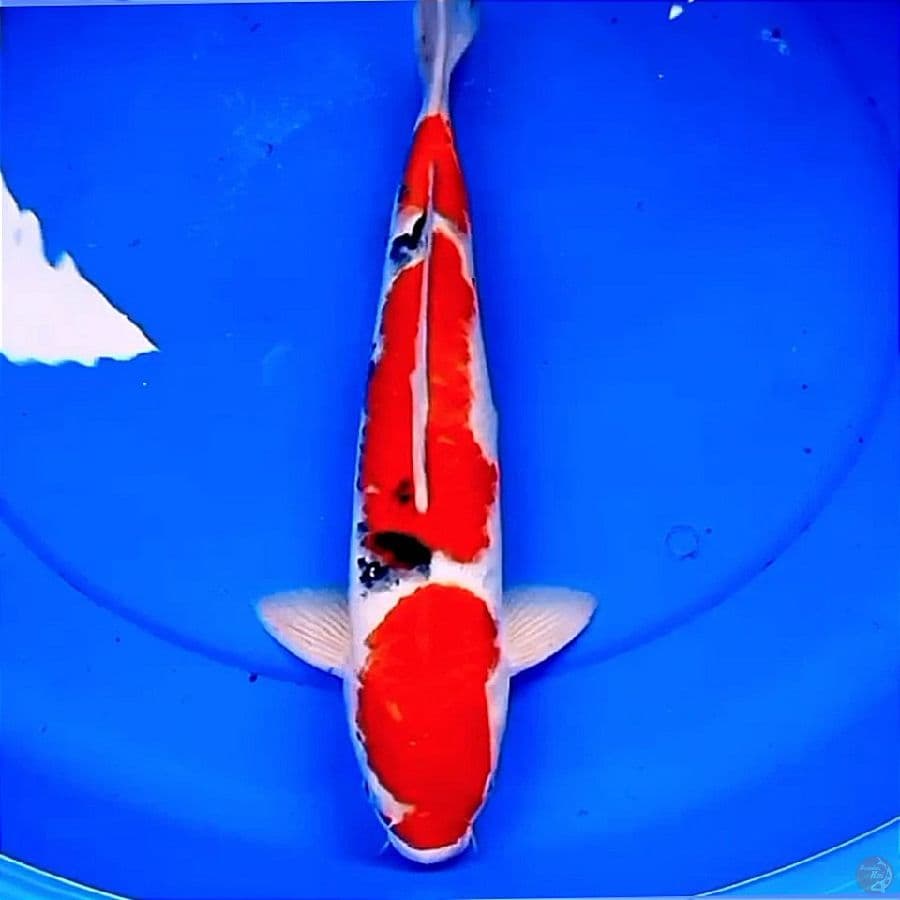 41cm SANDAYO SANKE RED STRONG