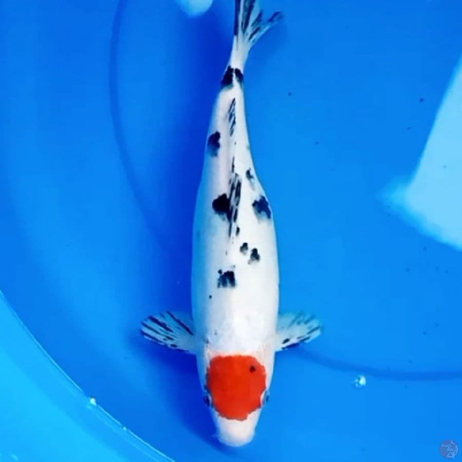 30cm TANCHO SANKE DALMATION
