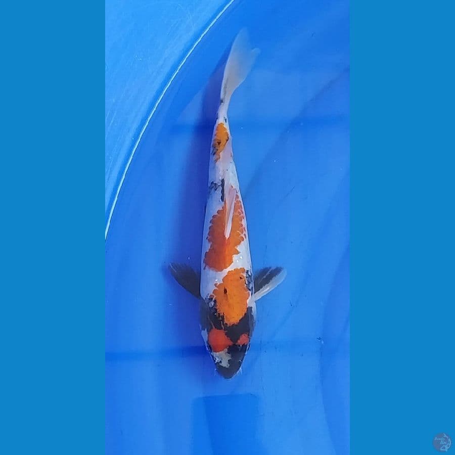 kinsai showa high quality perlu keeping yv bagus 24cm