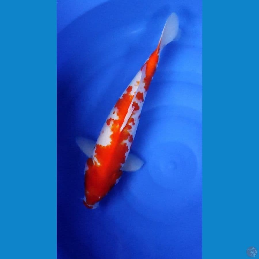 Kohaku.. 44cm. ™female