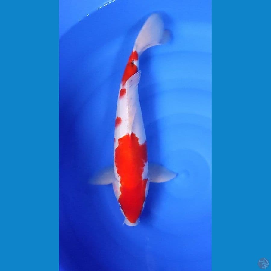 Sanke.. 45cm. male