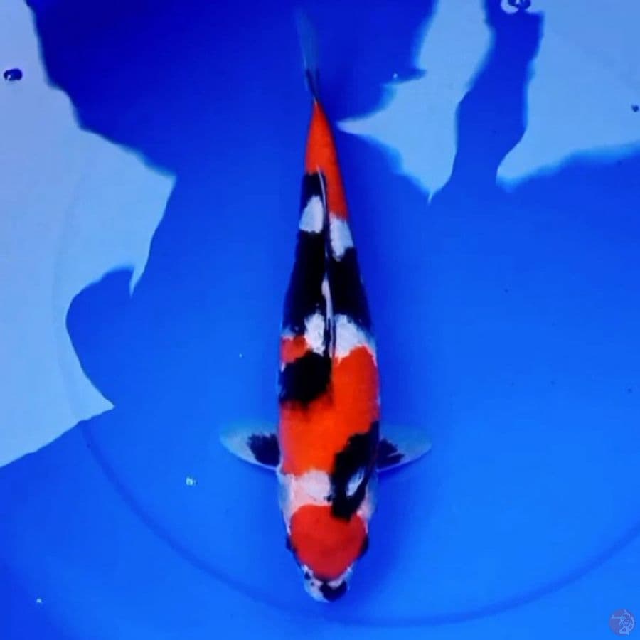 MARUTEN SHOWA 35cm