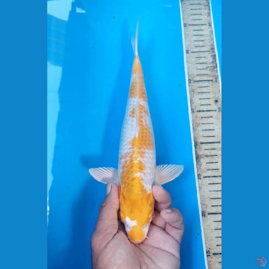 Hariwake 31cm