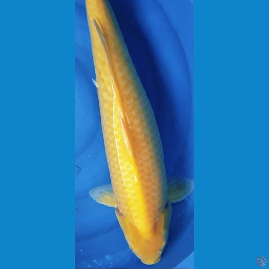 karasi MM 73cm