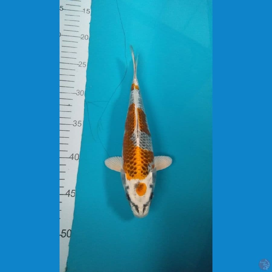 Kujaku Kirin. 25cm.™Male