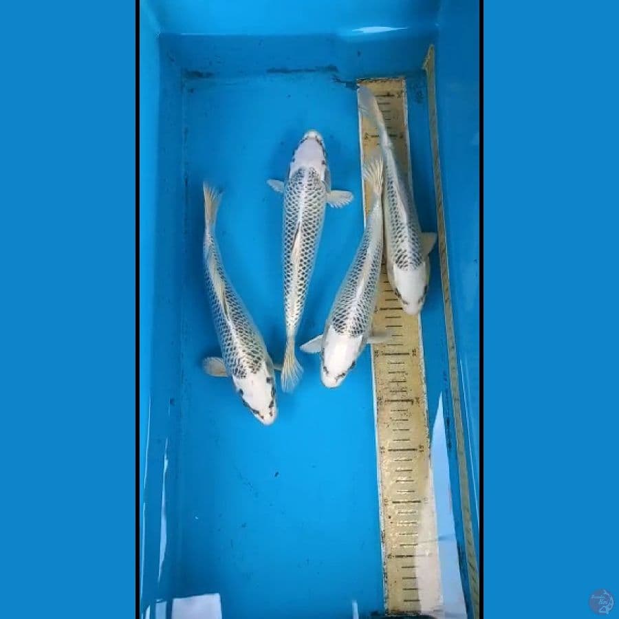 25-27 cm