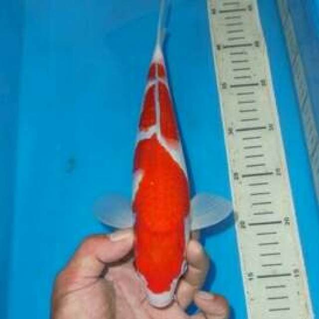 SANDAN KOHAKI