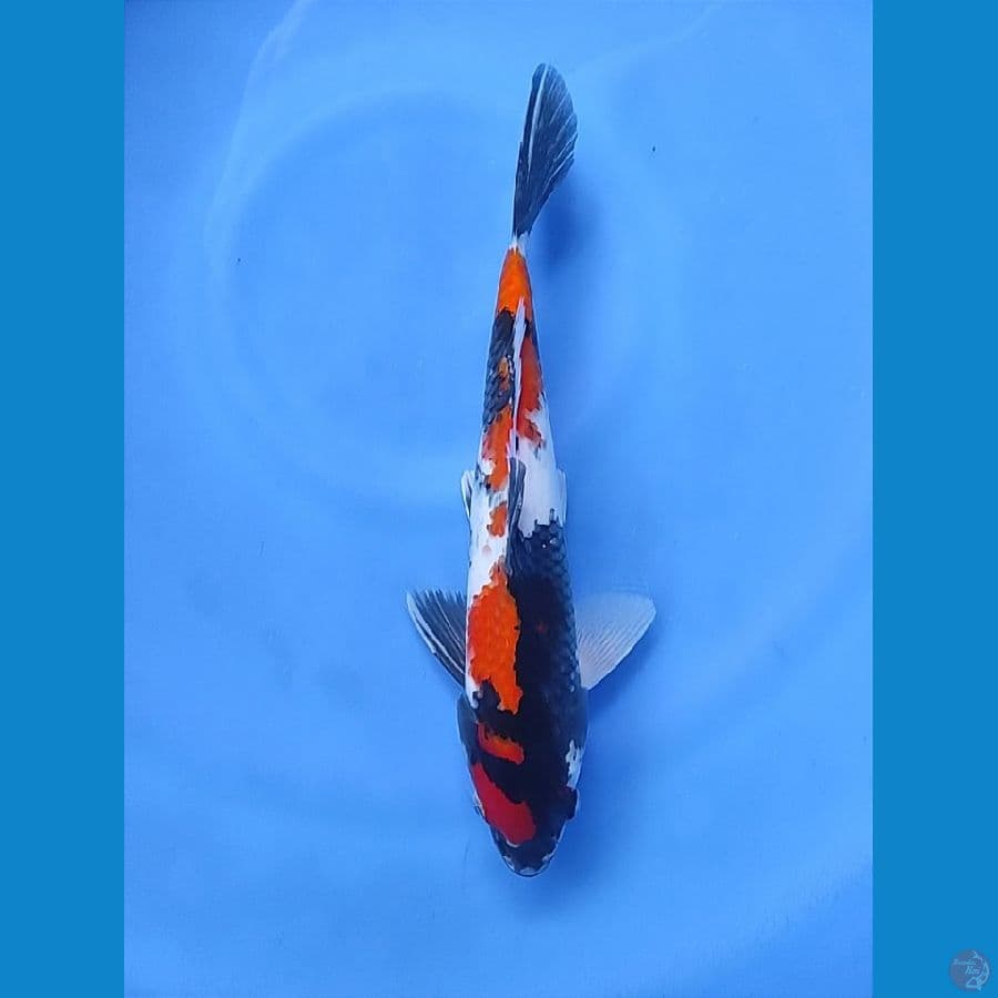 Showa 32cm / M