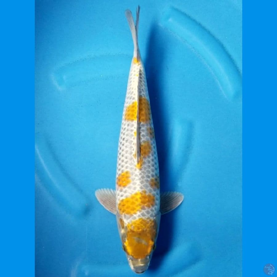 KOGANE OCHIBA 42 CM MALE