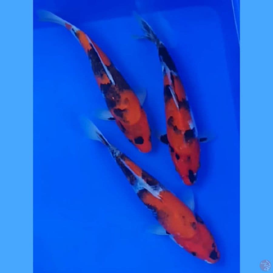 Paket Showa 23-24 cm