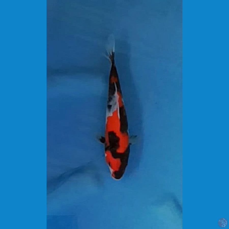 SHOWA (20CM)