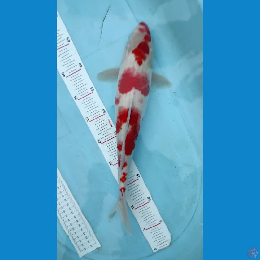 kohaku 40cm