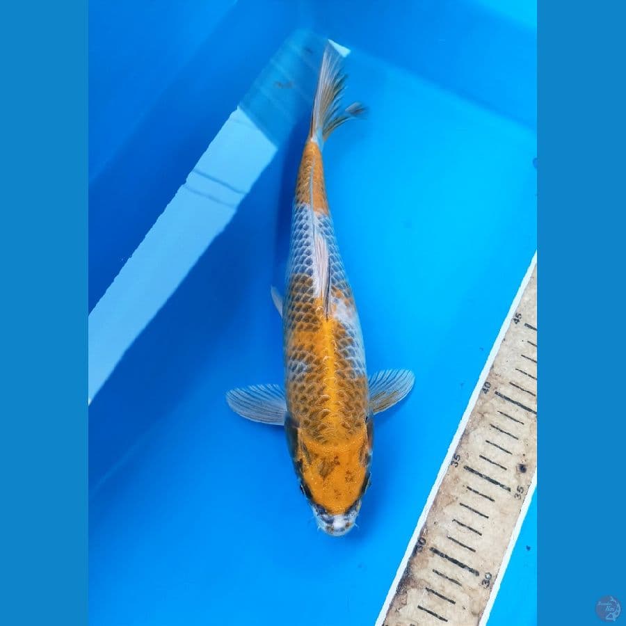 Kin showa 30cm