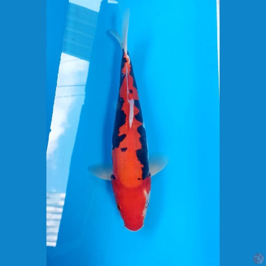 Beni kumon 27cm