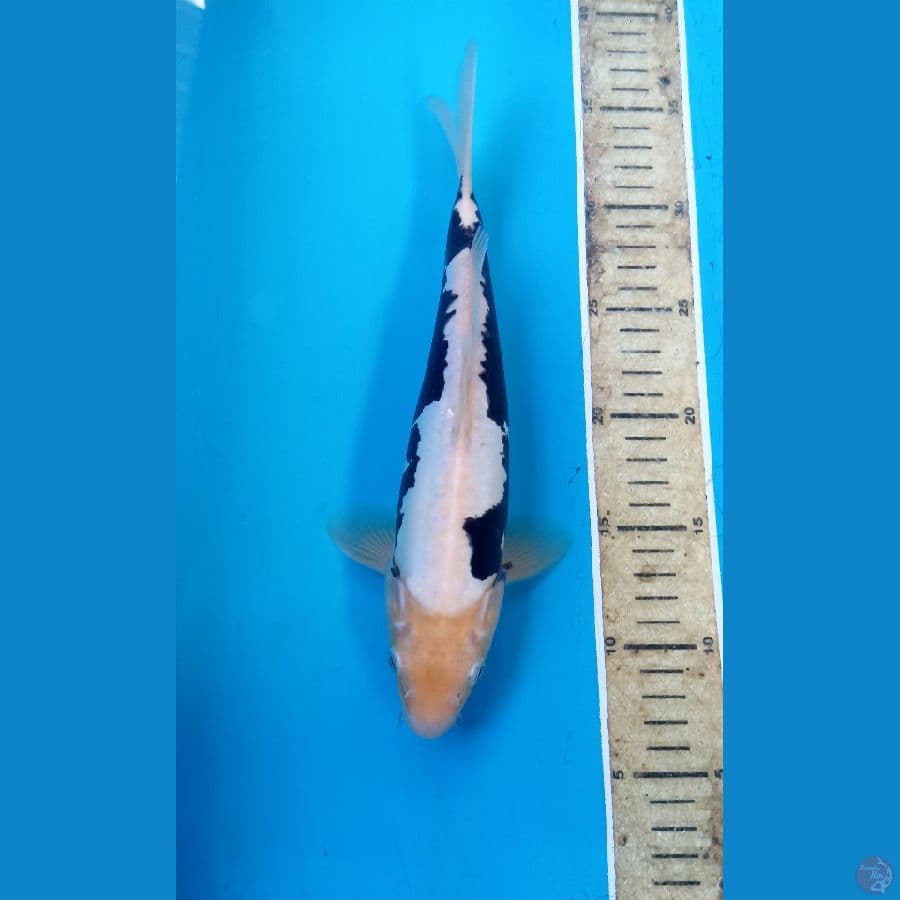 Kumon 28cm