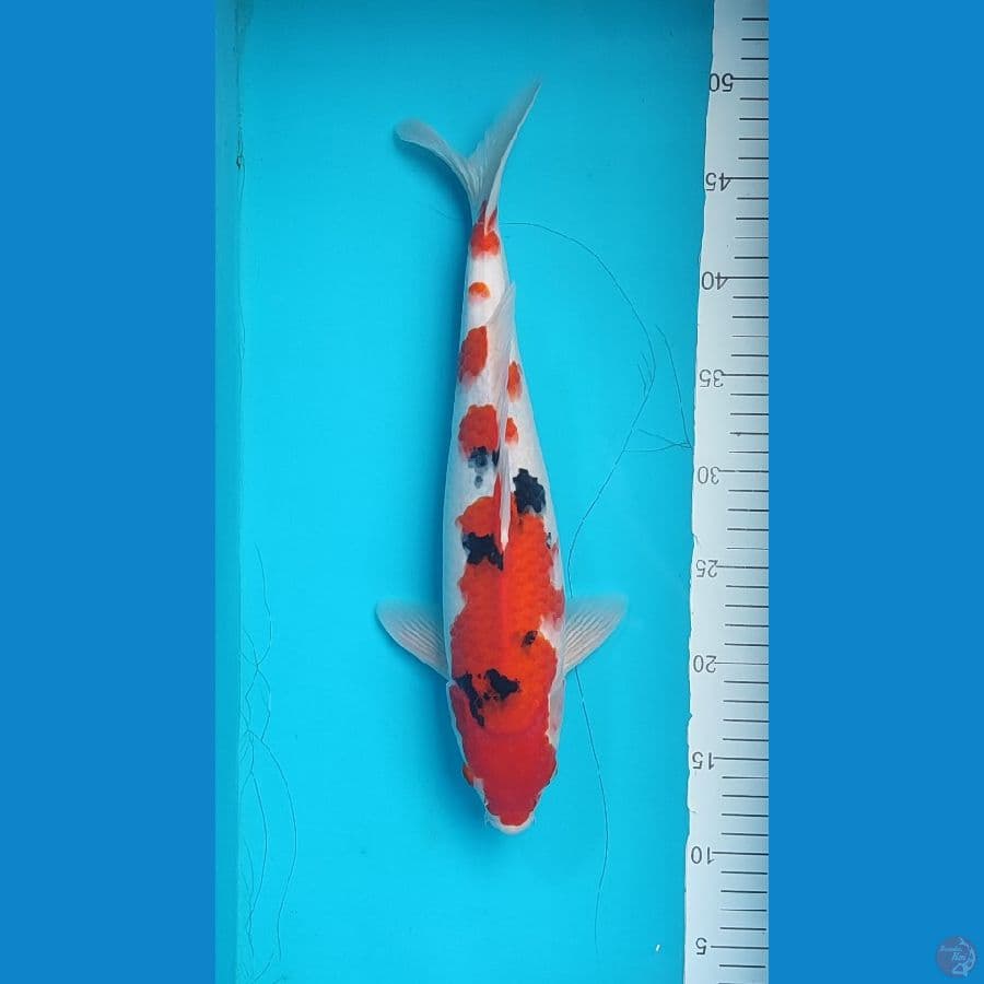 Sanke Male 37 cm
