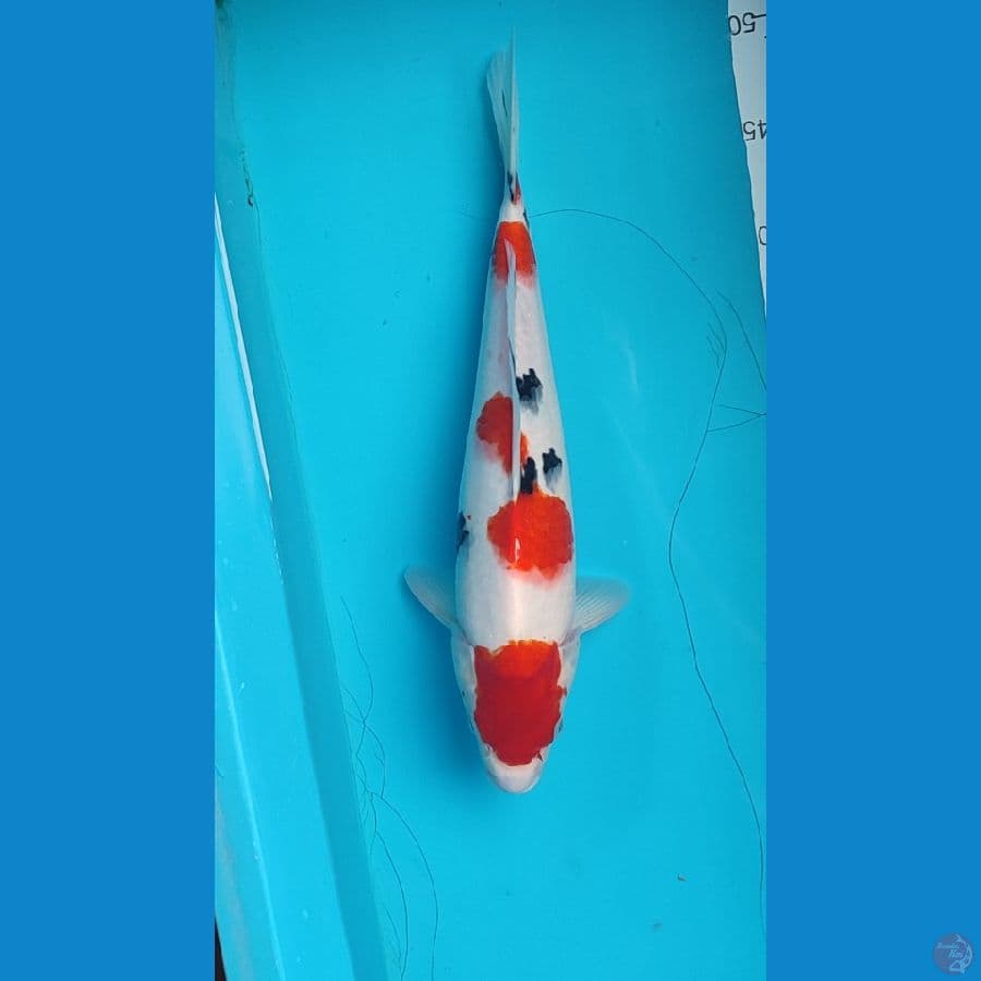 Maruten sanke Male 35 cm