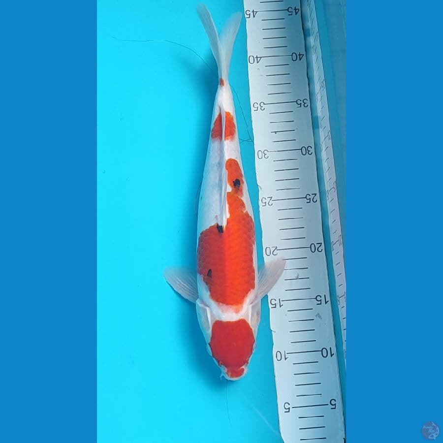 Maruten sanke Male 35 cm