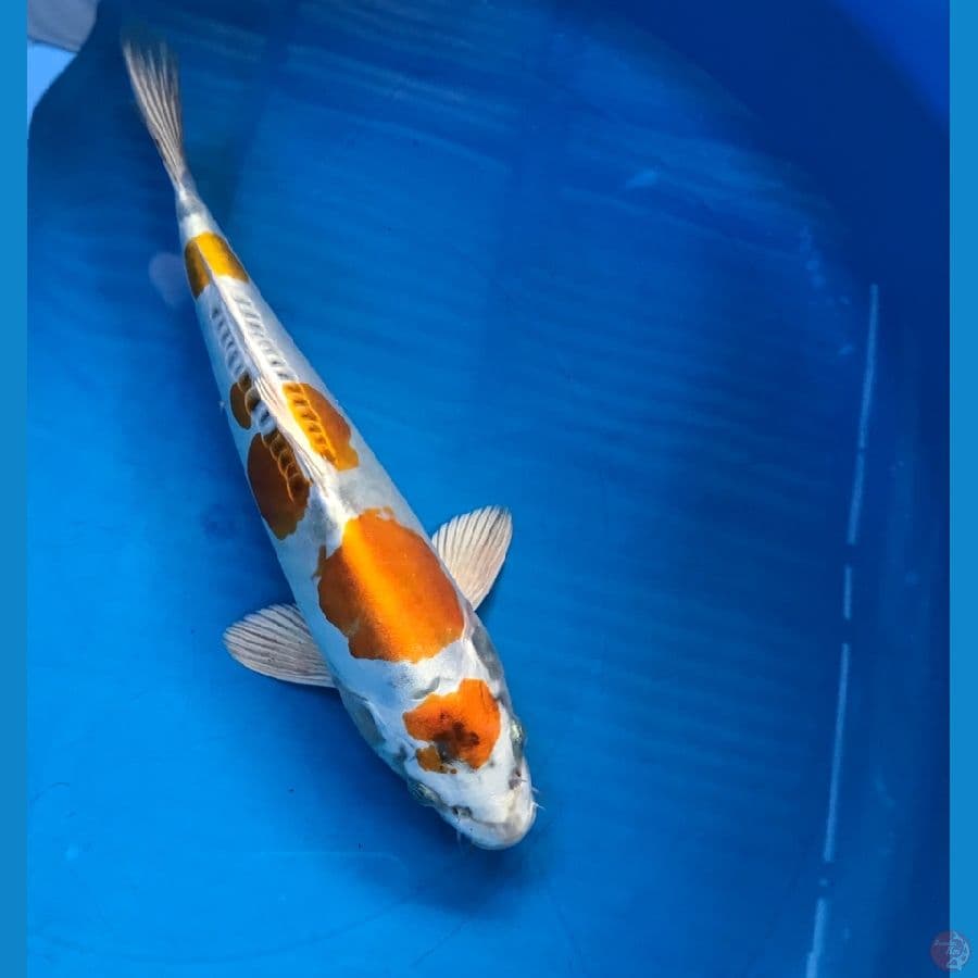 kujaku doitsu 30cm