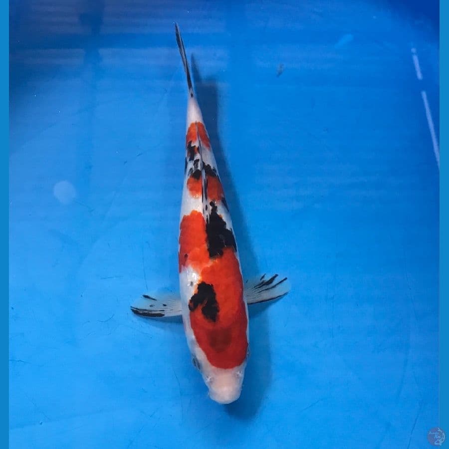 sanke 23cm