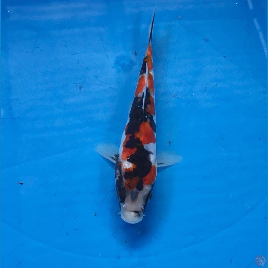 showa doitsu 15cm