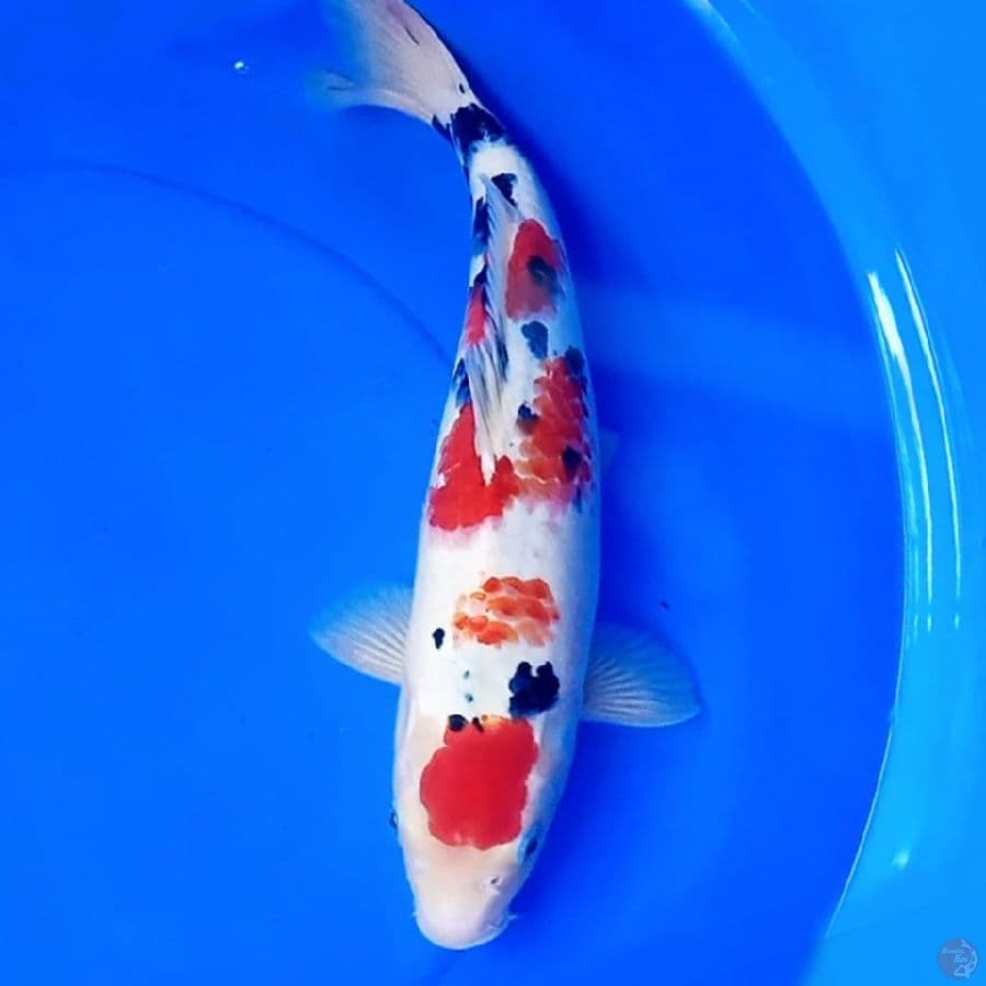 41cm TSUBOSUMI SANKE