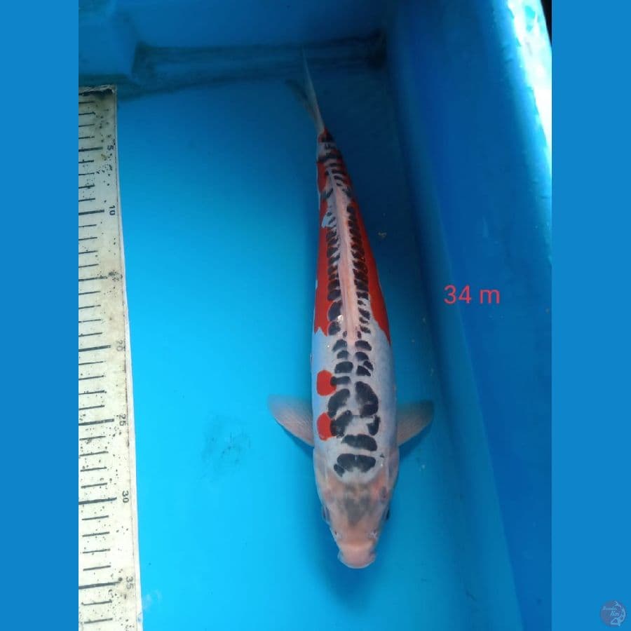 hana shusui 34cm male