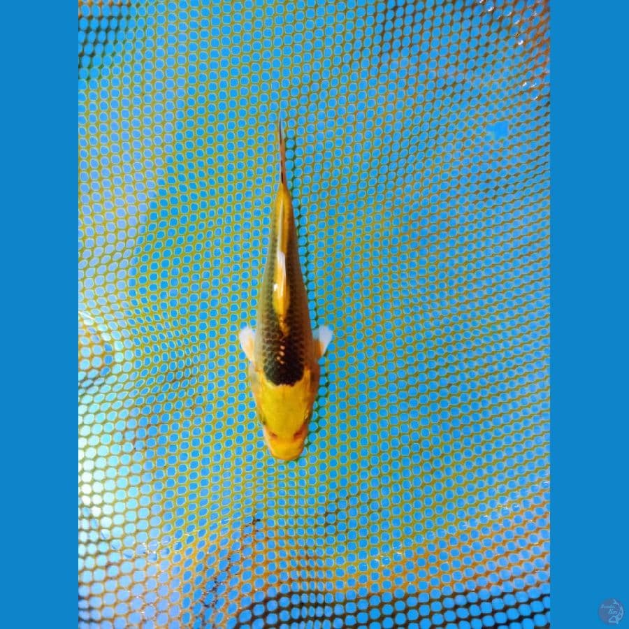 kin matsuba ( GOLD ) metalik 11 cm kuwalitas super