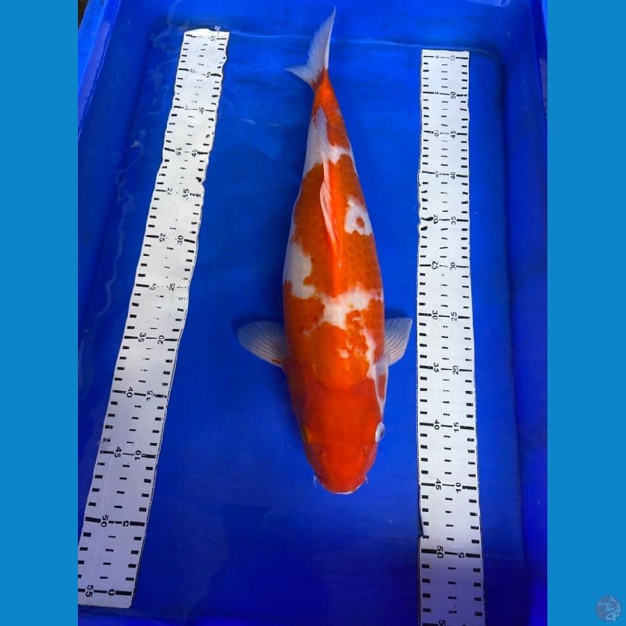 kohaku 45 ~v5