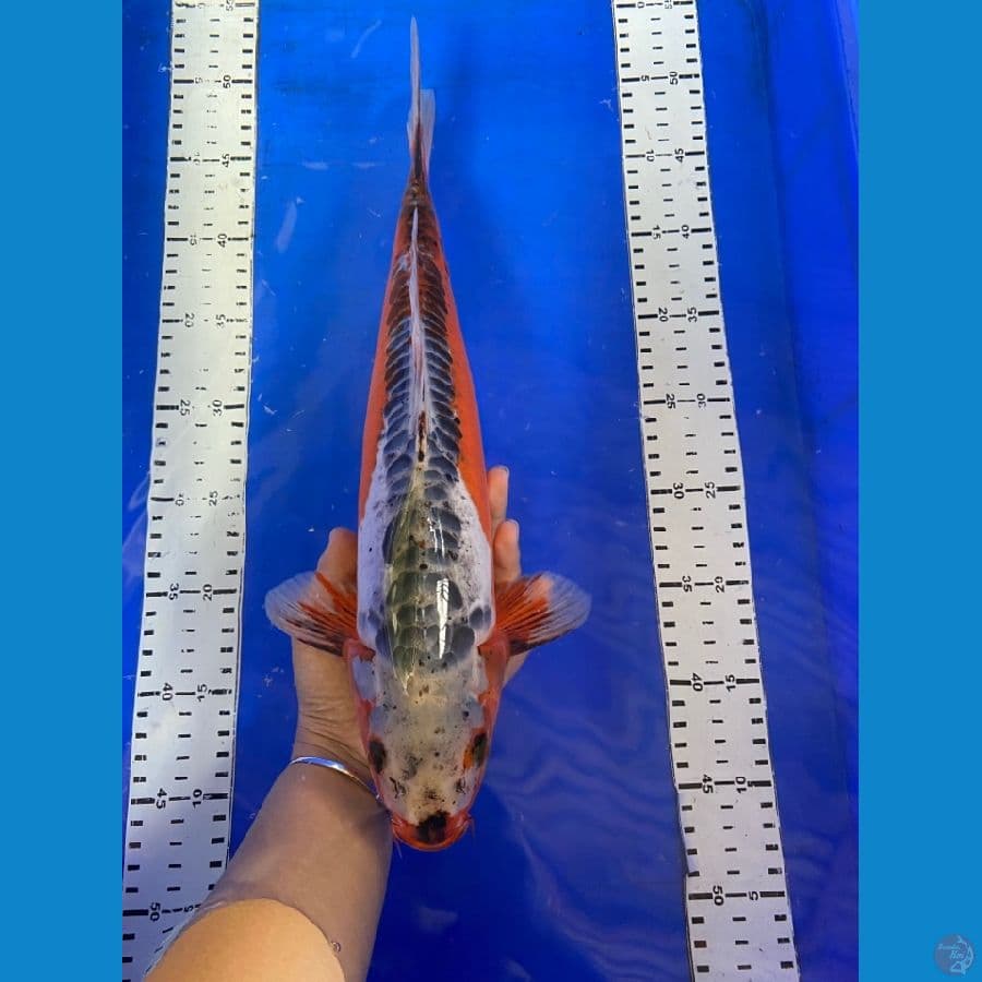 shusui jantan 40 cm~v5
